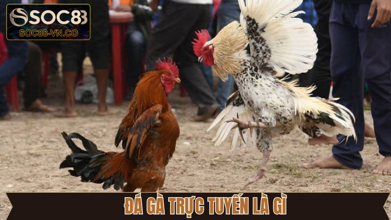 Đá Gà Trực Tuyến Là Gì? Hé Lộ Những Loại Hình Có Tại Soc88