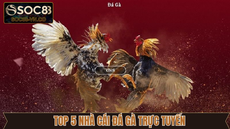 Khám Phá Top 5 Nhà Cái Đá Gà Trực Tuyến Hiện Nay Cùng SOC88